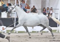 W CALIDAD PLC DE Y. ROBERTO MOLL, CAMPEONA DEL CONCURSO